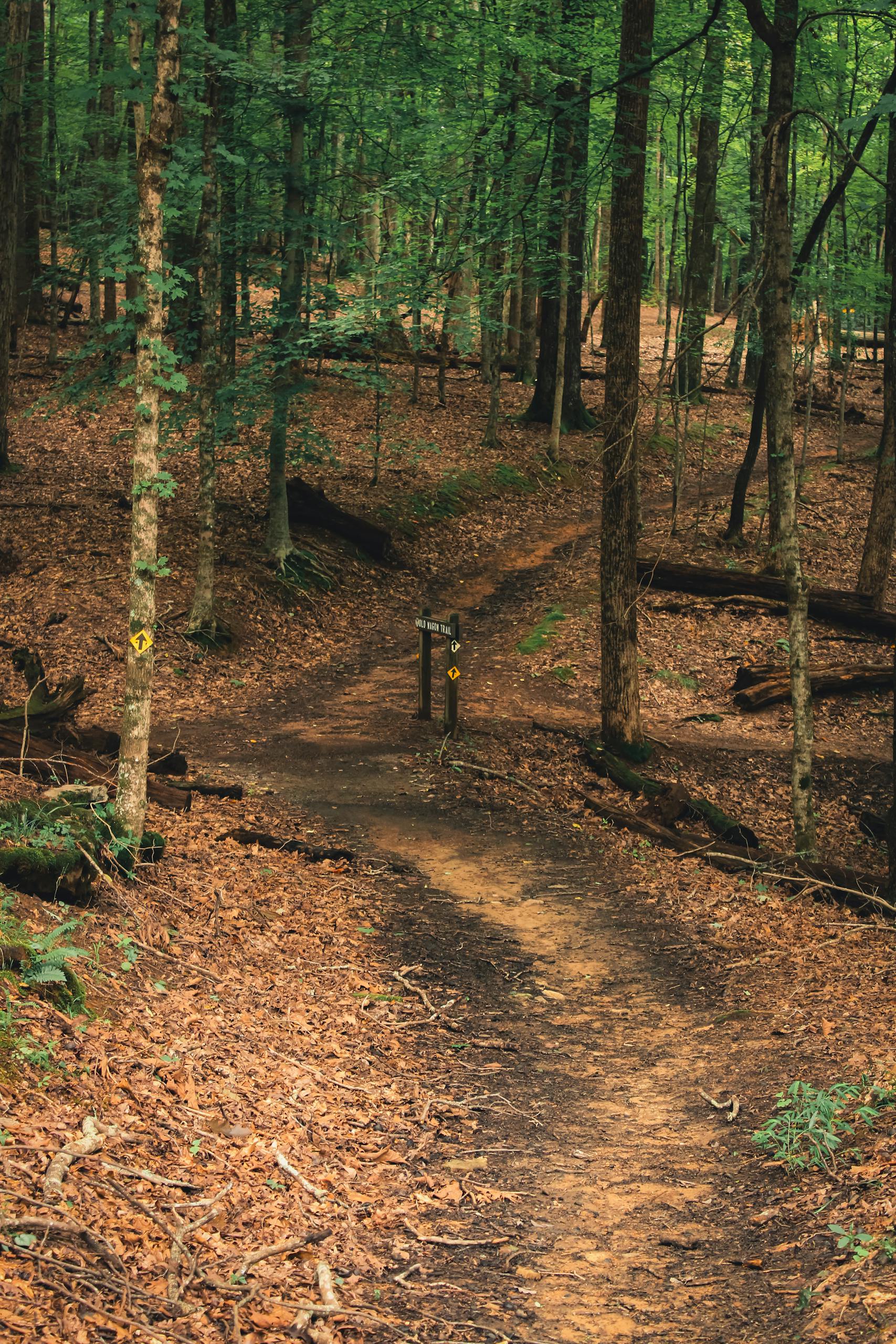 Peaceful hiking trail winding through a green forest with leafy trees.